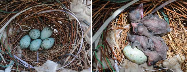 কলকাতায় বৃষ্টি