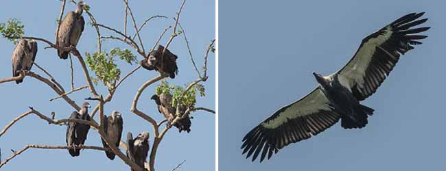 কলকাতায় বৃষ্টি