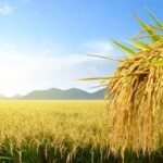 Ripe Rice Paddy Field
