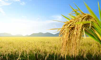 অসমের আলো অন্ধকার, পর্ব-৫৮: অসমের বিশেষ ধরনের ধান