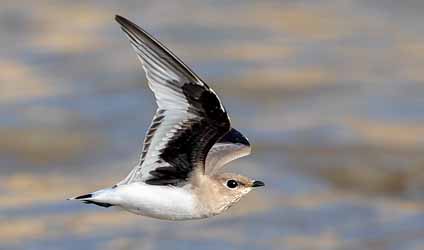 সুন্দরবনের বারোমাস্যা, পর্ব-১১৮: ছোট বাবুইবাটান