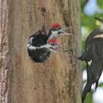 Woodpecker-1