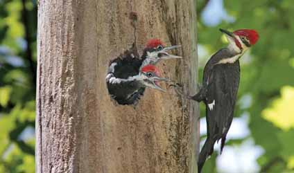 শারদীয়ার গল্প-১: কাঠ ঠোকরার বাসা