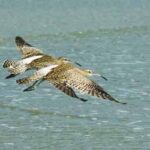 Sundarban Story_EP-121B