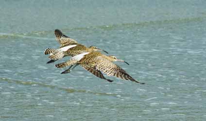 পর্ব-১২১: সুন্দরবনের পাখি: ছোট গুলিন্দা