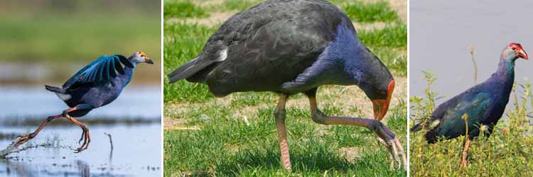 কলকাতায় বৃষ্টি