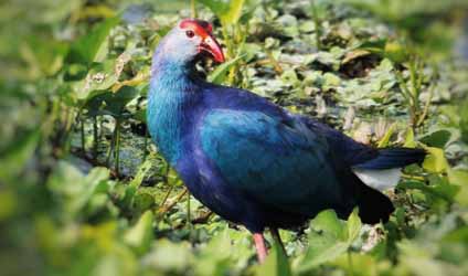 পর্ব-১২০: কামপাখি