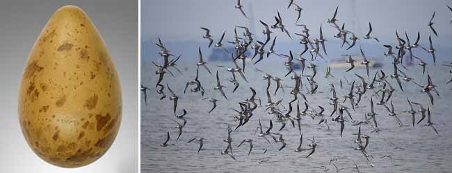 কলকাতায় বৃষ্টি