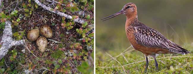 কলকাতায় বৃষ্টি