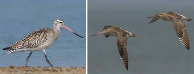 কলকাতায় বৃষ্টি