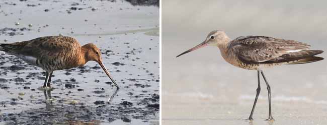কলকাতায় বৃষ্টি