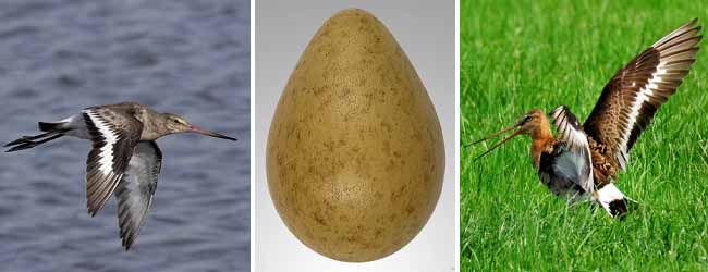 কলকাতায় বৃষ্টি