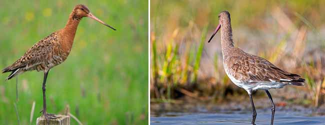 কলকাতায় বৃষ্টি