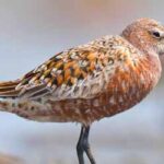 Sundarban_EP-126Cover