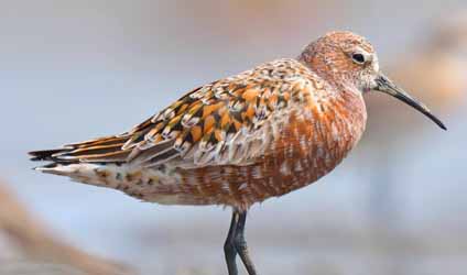 সুন্দরবনের বারোমাস্যা পর্ব-১২৬: সুন্দরবনের পাখি: গুলিন্দা বাটান