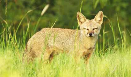 সুন্দরবনের বারোমাস্যা, পর্ব-১৩৬: সুন্দরবনের বন্যপ্রাণী — খ্যাঁকশিয়াল