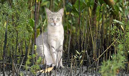 সুন্দরবনের বারোমাস্যা, পর্ব-১৩৩: খাটাস