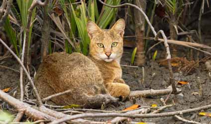 কলকাতায় বৃষ্টি