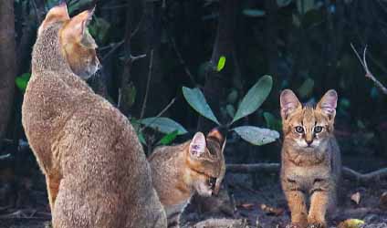কলকাতায় বৃষ্টি