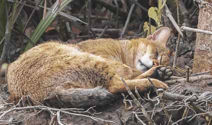 কলকাতায় বৃষ্টি