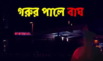 পর্ব-১৫৪ : গরুর পালে বাঘ