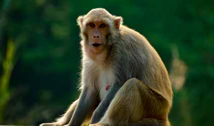 সুন্দরবনের বারোমাস্যা, পর্ব-১৩৮: সুন্দরবনের বন্যপ্রাণী — বানর