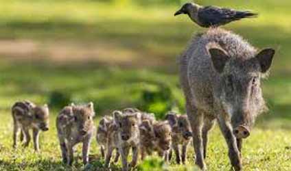 সুন্দরবনের বারোমাস্যা, পর্ব-১৪০: সুন্দরবনের বন্যপ্রাণী — বুনো শুয়োর