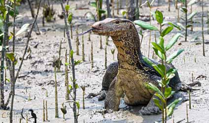 সুন্দরবনের বারোমাস্যা, পর্ব-১৪১: সুন্দরবনের বন্যপ্রাণী — গড়িয়োল
