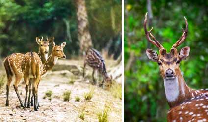 সুন্দরবনের বারোমাস্যা, পর্ব-১৩৯: সুন্দরবনের বন্যপ্রাণী — চিতল হরিণ