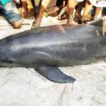 সুন্দরবনের বারোমাস্যা, পর্ব-১৪২: সুন্দরবনের বন্যপ্রাণী — গঙ্গার শুশুক Sundarban-EP-142A