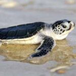 Green Turtle-4
