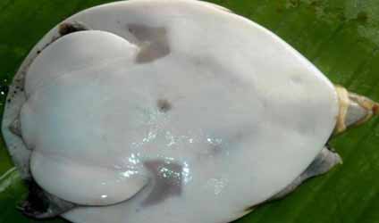 কলকাতায় বৃষ্টি
