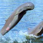 Irrawaddy dolphin 3