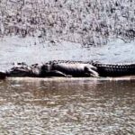 Sundarban-149E