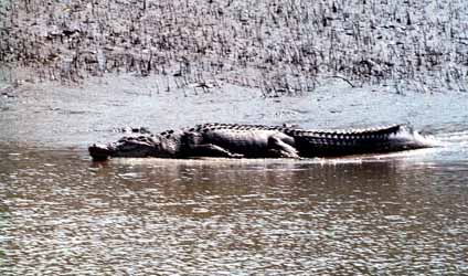 সুন্দরবনের বারোমাস্যা, পর্ব-১৪৯: নোনা জলের কুমির