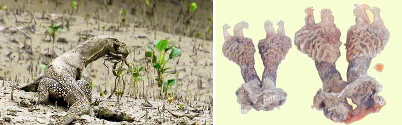 কলকাতায় বৃষ্টি