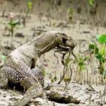Sundarban-150E