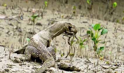 সুন্দরবনের বারোমাস্যা, পর্ব-১৫০: তারখেল