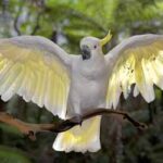 Cockatoo