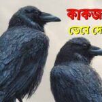 পর্ব-৬০ : কাকজাতক — ভেবে দেখ মন Crow Golpo