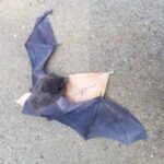 সুন্দরবনের বারোমাস্যা, পর্ব-১৫৫: চামচিকা Indian pipistrelle-1