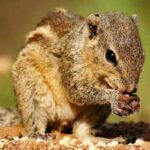সুন্দরবনের বারোমাস্যা, পর্ব-১৫৬: কাঠবিড়ালি Squirrel 1