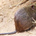 Sundarban Rat-2