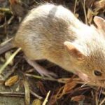 সুন্দরবনের বারোমাস্যা, পর্ব-১৫৯: মেঠো ইঁদুর Rat 3
