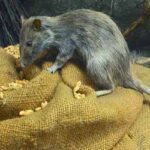 Sundarban rat-2