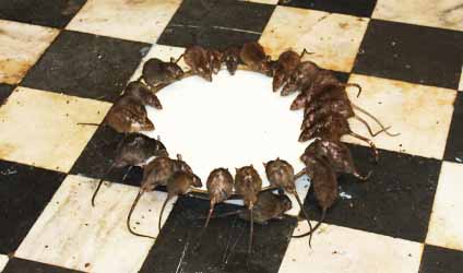 কলকাতায় বৃষ্টি