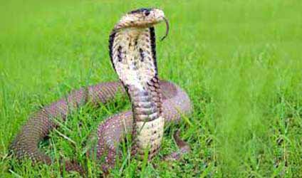 সুন্দরবনের বারোমাস্যা, পর্ব-১৬৩: কেউটে