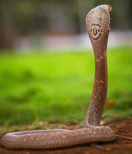 কলকাতায় বৃষ্টি
