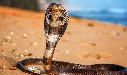 সুন্দরবনের বারোমাস্যা, পর্ব-১৬৪: গোখরো