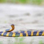 Sundarban EP 166A